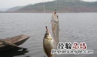 三月份钓水库鱼用什么饵料好 三月份钓水库鱼用什么饵料好用