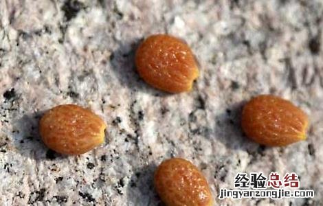 蕤仁的功效与作用,蕤仁的副作用 蕤仁的功效与作用