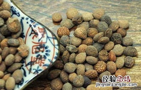 蕤仁的功效与作用,蕤仁的副作用 蕤仁的功效与作用