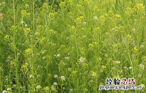 葶苈子的功效与作用 葶苈子的功效与作用用量