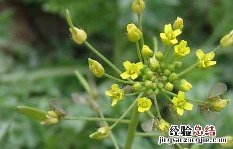 葶苈子的功效与作用 葶苈子的功效与作用用量