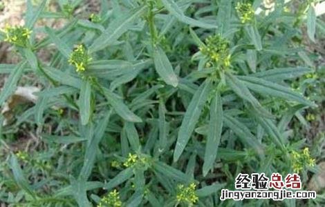 葶苈子的功效与作用 葶苈子的功效与作用用量