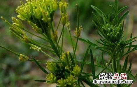 葶苈子的功效与作用 葶苈子的功效与作用用量