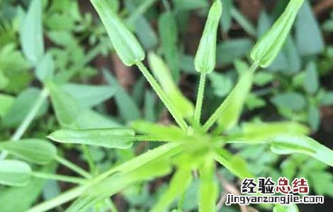 茜草的功效与作用 茜草的功效与作用的功能与主治与用量