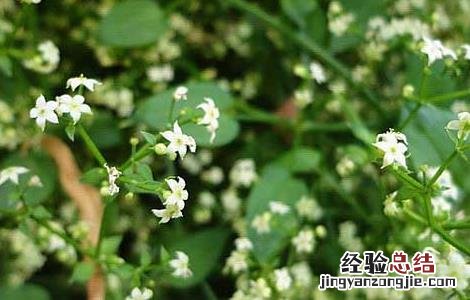 茜草的功效与作用 茜草的功效与作用的功能与主治与用量