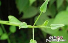 茜草的功效与作用 茜草的功效与作用的功能与主治与用量