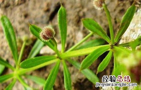 茜草的功效与作用 茜草的功效与作用的功能与主治与用量