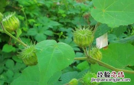 苘麻子的功效与作用图片 苘麻子的功效与作用