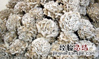 雪莲果的营养价值 雪莲菌的营养价值