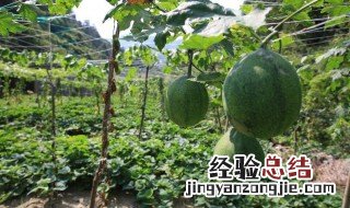 瓜蒌的营养成分 瓜蒌的营养价值