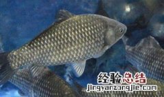 伊势尼5号钓鱼钩适合钓多大的鱼 5号伊势尼能钓多小的鱼