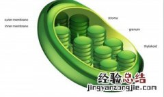 高尔基体线粒体叶绿体的共同特点 线粒体叶绿体内质网高尔基体结构图