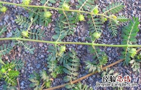 蒺藜的功效与作用 蒺藜的功效与作用图片
