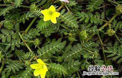 蒺藜的功效与作用 蒺藜的功效与作用图片