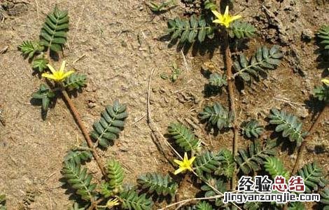 蒺藜的功效与作用 蒺藜的功效与作用图片