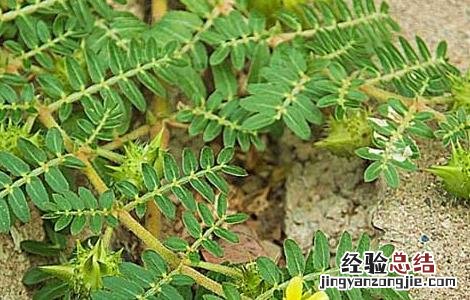 蒺藜的功效与作用 蒺藜的功效与作用图片