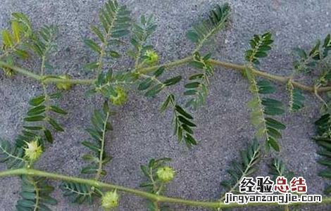 蒺藜的功效与作用 蒺藜的功效与作用图片