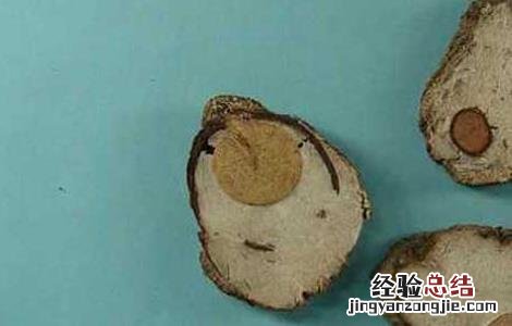 茯神的功效与作用与主治 茯神的功效与作用