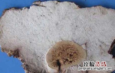 茯神的功效与作用与主治 茯神的功效与作用