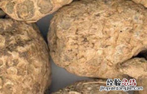 莪术的功效与作用 莪术的功效与作用图片