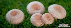 蘑菇特点以及作用 蘑菇特点