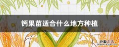钙果苗种植方法 钙果苗适合什么地方种植