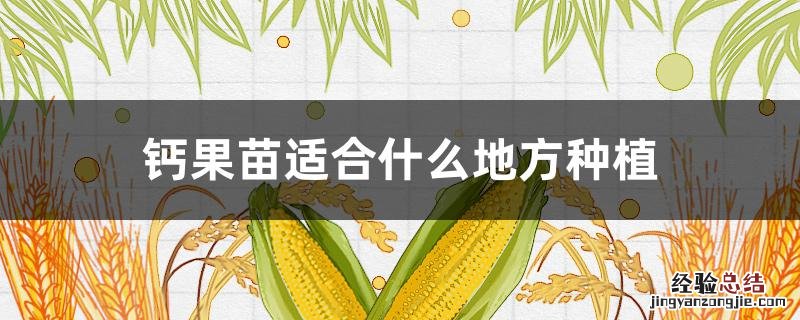 钙果苗种植方法 钙果苗适合什么地方种植