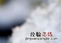 腊梅花的功效与作用及食用方法 腊梅花的功效作用和营养价值