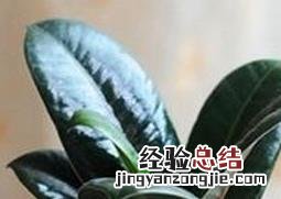 黑金刚的栽培养护方法 黑金刚的栽培养护方法图片