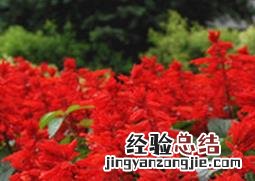 一串红的功效与作用 串串红的功效与作用