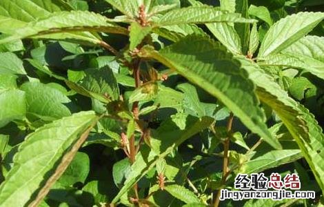 血见愁的功效与作用图片 血见愁的功效与作用