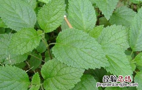 血见愁的功效与作用图片 血见愁的功效与作用