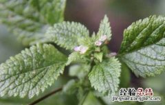 血见愁的功效与作用图片 血见愁的功效与作用