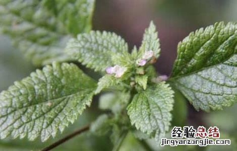 血见愁的功效与作用图片 血见愁的功效与作用