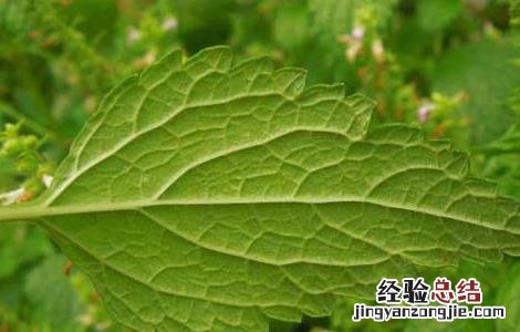 血见愁的功效与作用图片 血见愁的功效与作用