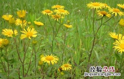 旋复花的功效与作用 旋覆花的功效与作用点的功效