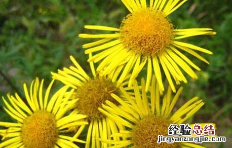 旋复花的功效与作用 旋覆花的功效与作用点的功效
