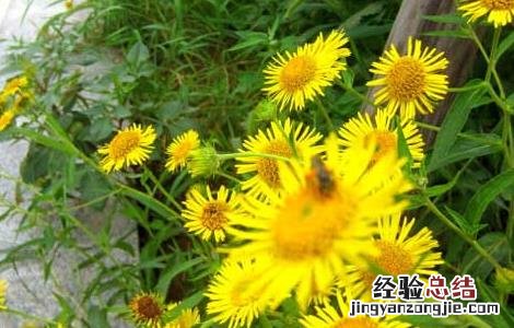 旋复花的功效与作用 旋覆花的功效与作用点的功效