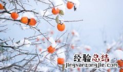 柿子可以晚上吃吗 晚上能吃柿子吗