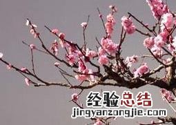 腊梅盆景的养护方法和管理 腊梅盆景的养护方法