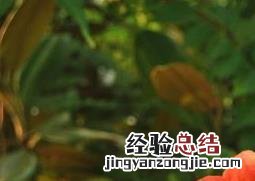凌霄花图片高清 凌霄花图片