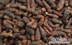 香附的功效与作用 香附的功效与作用图片