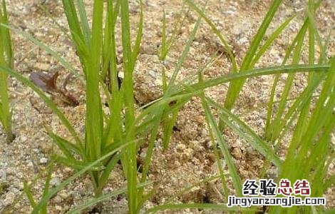 香附的功效与作用 香附的功效与作用图片