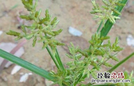 香附的功效与作用 香附的功效与作用图片