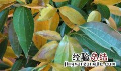 平安树浇什么水好呢 平安树浇什么水好