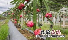 火龙果树种植技术 火龙果树种植技术视频