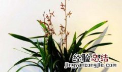 香水兰花图片和怎么养殖 香水兰的养殖方法