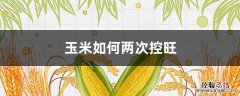玉米如何两次控旺 玉米能两次控旺吗