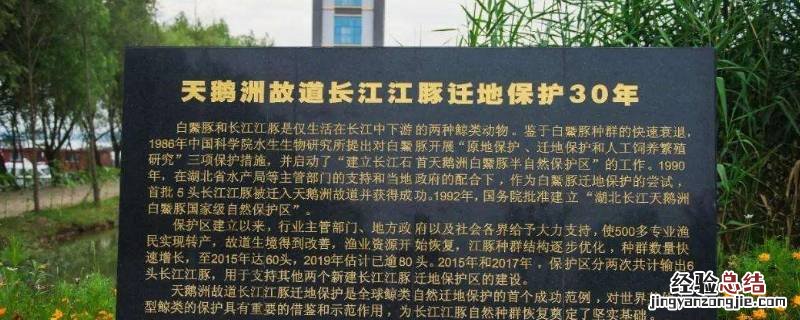 天鹅洲保护区位于哪个省 湖北天鹅洲保护区