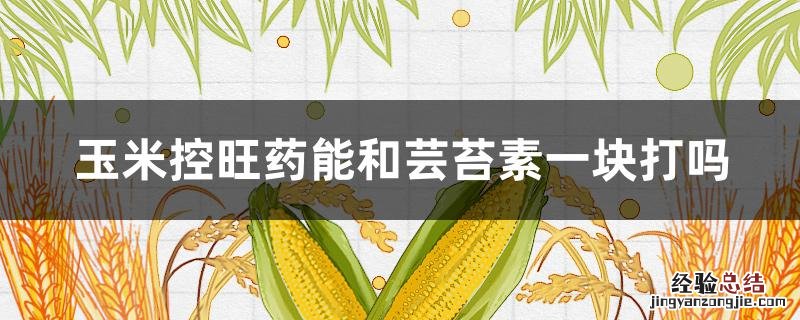 玉米控旺药能和芸苔素一块打吗 玉米芸苔素打多了会怎么样